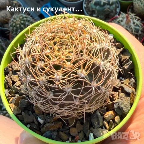 Кактус Lobivia Draxleriana червен цвят, снимка 3 - Градински цветя и растения - 54663368