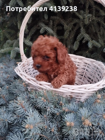 Той Пудел , снимка 3 - Пудели - 54032133