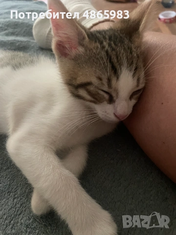 Търсим дом за две прекрасни котенца — братче и сестриче 🐾  Две невероятни котенца (едно мъжко и едн, снимка 4 - Други - 55176348