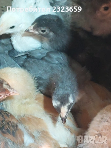 Пилета , снимка 2 - Кокошки и пуйки - 54163977