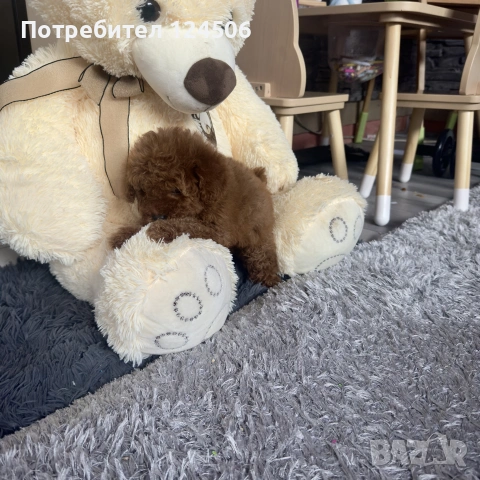 пудел пуделче момиче , снимка 3 - Пудели - 55195479