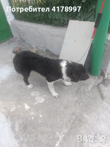   Любимци кучета !!!, снимка 2 - Други животни - 55655816