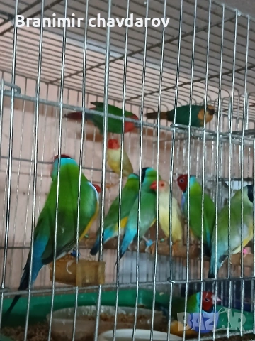 продавам гулдови папагалови и други амадини, снимка 9 - Амадини - 53966911