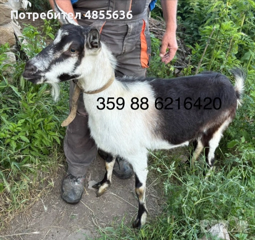 2 кози и мъжко яре, снимка 2 - Кози - 54906945