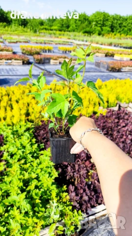 Калина, Картоп, Viburnum opulus ‘Roseum’, снимка 4 - Градински цветя и растения - 54754707