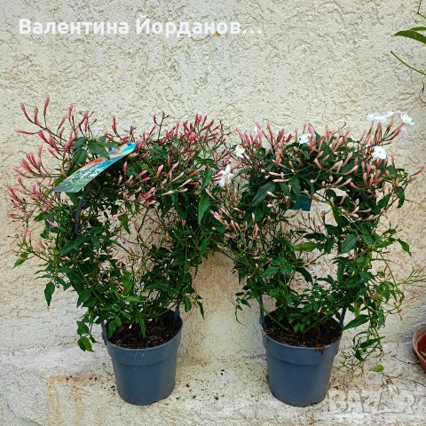 силно ароматен жасмин големи растения 