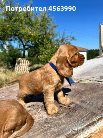 Кокер шпаньоли 2 мьжки, снимка 5 - Кокер шпаньол - 55509232