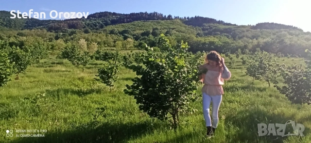 Продавам Бизнес Лешникова градина и къща в  с.Елхово(Милево), снимка 2 - Други - 54810831