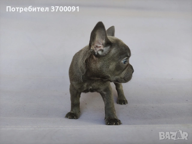 френски булдог , снимка 6 - Френски булдог - 54994043