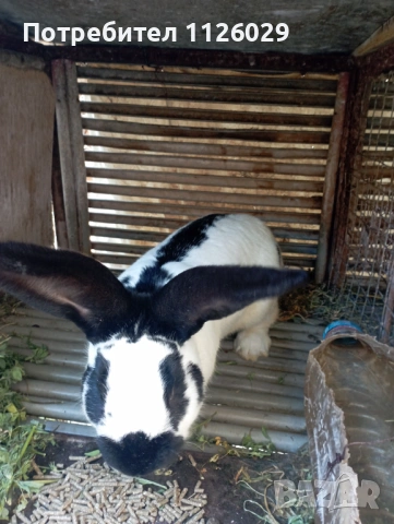 Заек пеперуда , снимка 9 - Други - 54235766