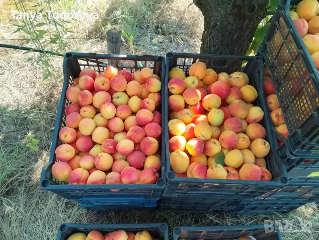 Продавам кайсия за ракия , снимка 3 - Домашни продукти - 55342992