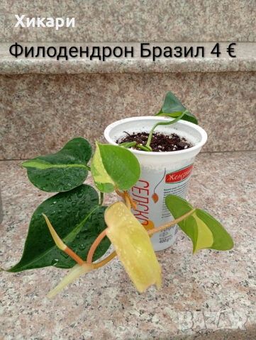 Епипремнум Неон / Филодендрон Бразил / Лудизия , снимка 4 - Стайни растения - 54526411