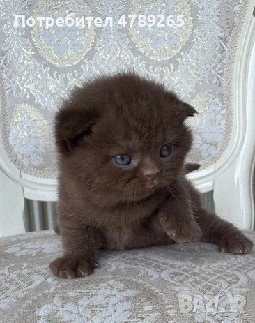 Кафява Британска Късокосместа, снимка 9 - Британска късокосместа - 54125356