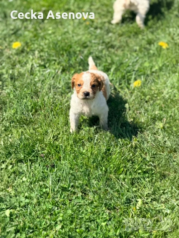  бретон шпаньол, снимка 5 - Бретон шпаньол - 54172219