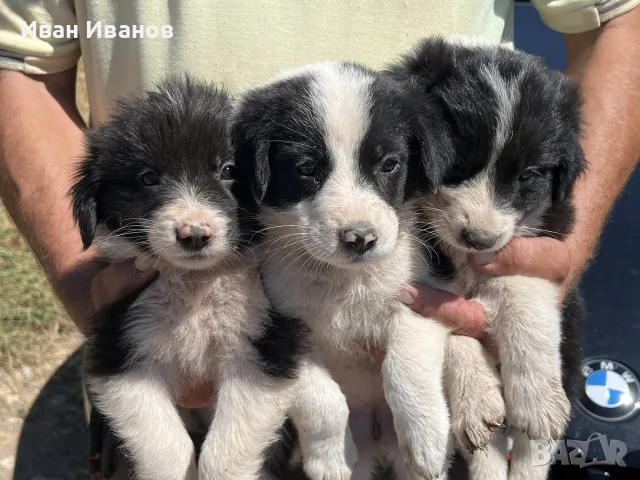 Бордър Колита Малки