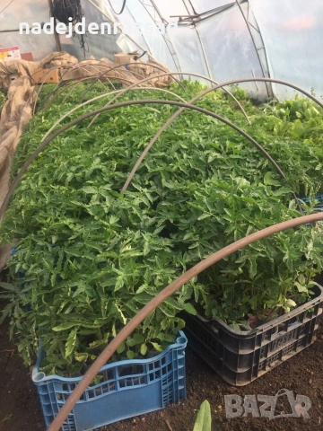 Разсад ранни домати краставици, снимка 10 - Разсади - 54052633