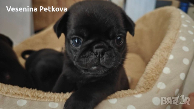 Бебе мопсчета (с ваксини и чипове), снимка 2 - Мопс - 54359816