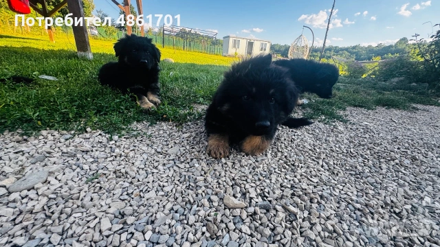 Мъжки и женски немски овчарки на 60 дни , снимка 9 - Немска овчарка - 54973741