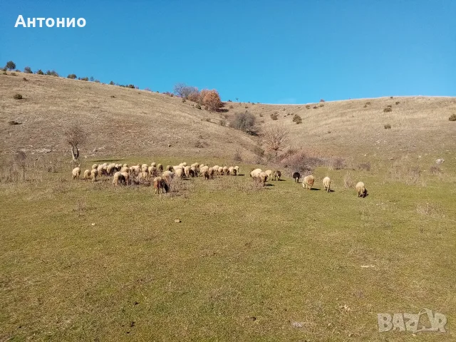 Продавам ярета и шилета, овен и пръч, снимка 2 - Овце - 55425872