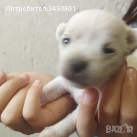 Кучета мини пинчери бели, снимка 4 - Пинчер - 55583139