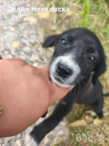 🐾 Четири малки кученца търсят дом! ❤️, снимка 3 - Други - 55588816