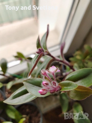 Стайни цветя- Хоя /Восъчниче (Hoya Carnosa), Сансевиера мини, Хлорофитум, Традесканции Pale Puma , снимка 13 - Стайни растения - 53572534