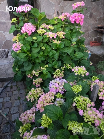 Хортензия бяла и розова 