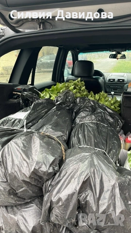 Лигуструм за жив плет , снимка 3 - Градински цветя и растения - 54153657