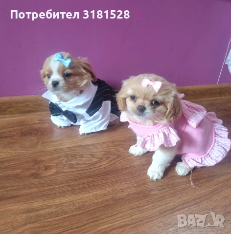 Пекинези мъжко и женско , снимка 4 - Пекинез - 54596169