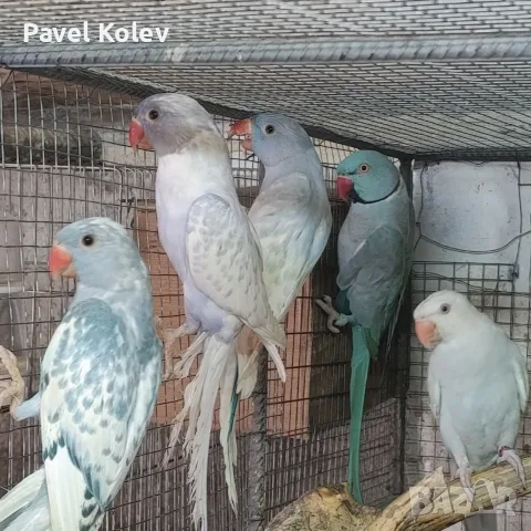 Различни видове птици , снимка 9 - Папагали - 55515067