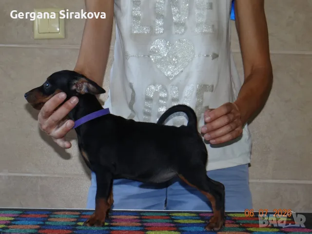 Миниатюрен Пинчер / zwergpinscher, снимка 4 - Пинчер - 55357983