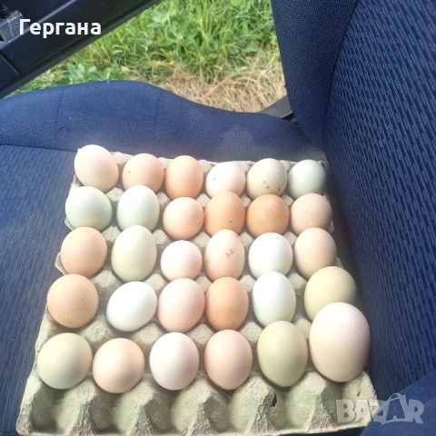 Домашни  яйца, снимка 6 - Домашни продукти - 54802431
