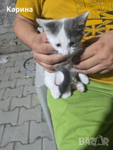 Подарявам малки котенца, снимка 4 - Други - 54985754