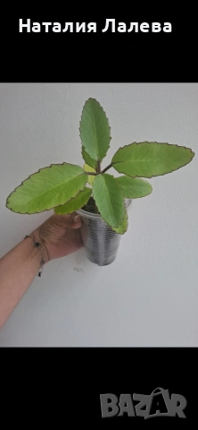 Каланхое, Kalanchoe Magic Bell, снимка 2 - Стайни растения - 54912056