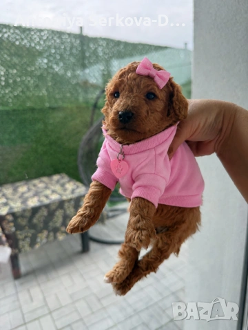 Poodle toy/Пудел той