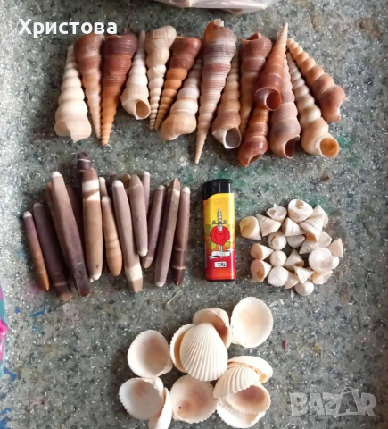 Продавам миди и морски черупки