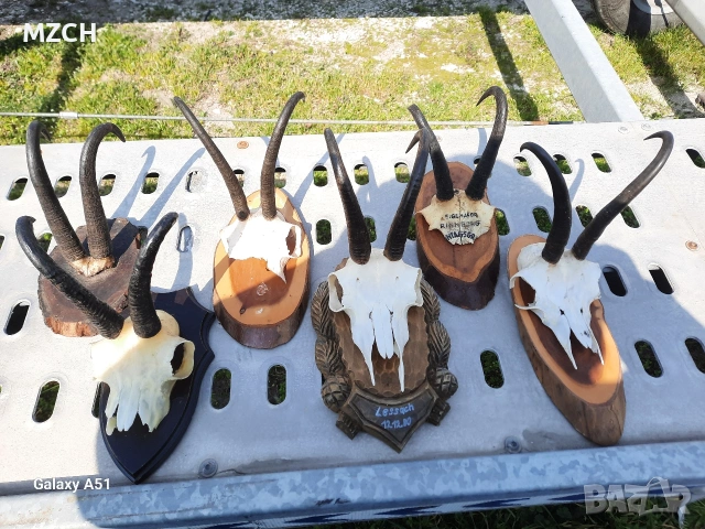 Трофей от дива коза. , снимка 3 - Декорация за дома - 54046259