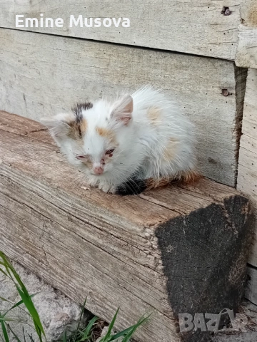 Котенца, снимка 4 - Други - 54802961