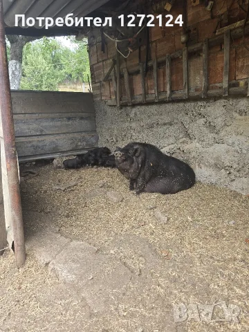 виетнамски прасенца, снимка 4 - Прасета - 55537621