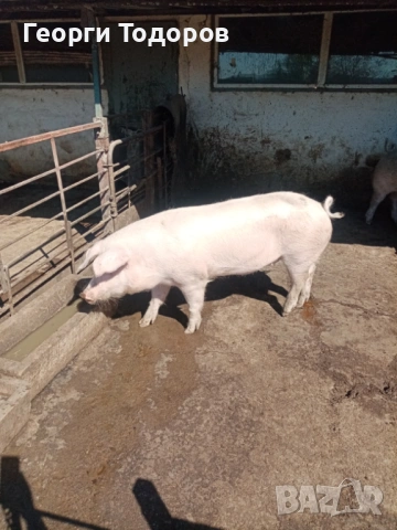 Прасета, снимка 3 - Прасета - 54333108