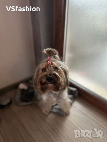 Йоркширски териер 