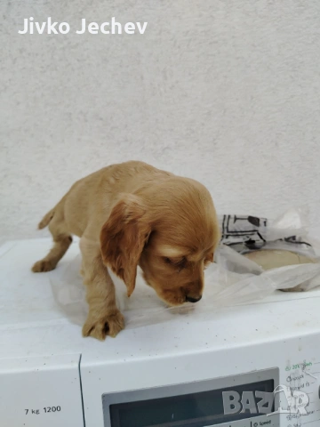 Кокер Шпаньол , снимка 3 - Кокер шпаньол - 54195235