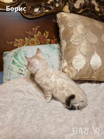 Бенгалски котета, снимка 3 - Бенгалски - 35882650