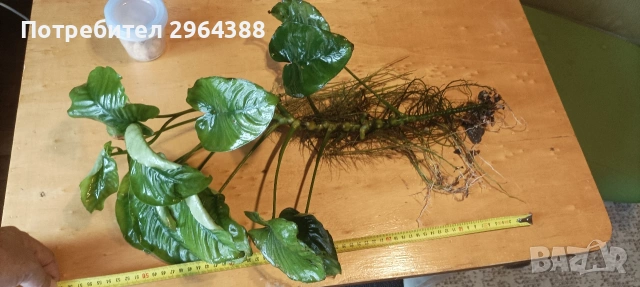Продавам растения за аквариум , снимка 14 - Други - 54802608