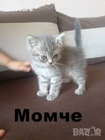 Шотландски и британски котета