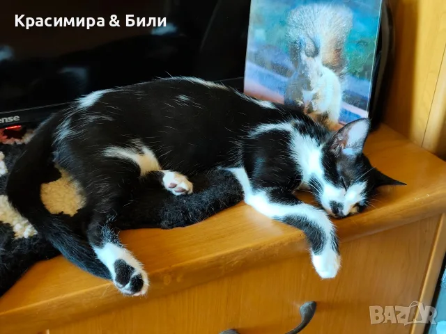 Това котараче чака своето семейство, снимка 7 - Други - 54719885