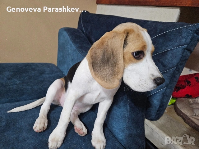 Продавам куче бигъл , снимка 2 - Бигъл - 54100442