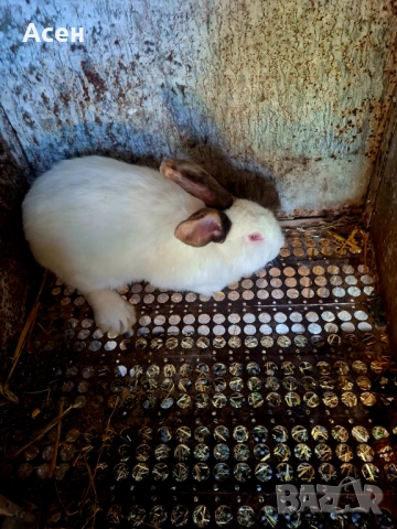 Мъжки заек за разплод 