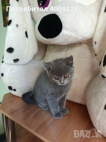 Британски котки късокосместа, снимка 4 - За котки - 54359015