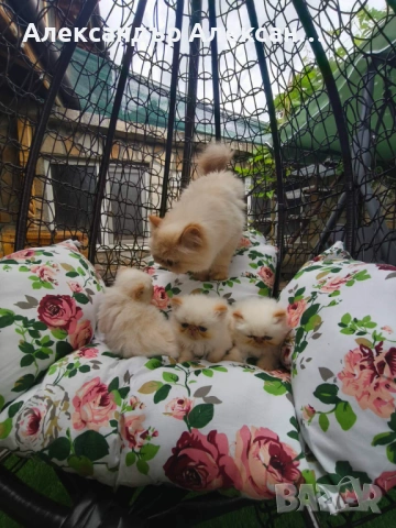 Персийски котенца Крем Пойнт (Хималайски), снимка 8 - Персийска - 54891125